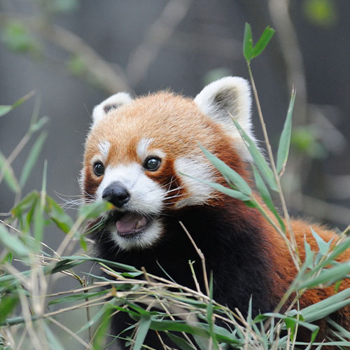 Padmaja Naidu Himalayan Zoological Park